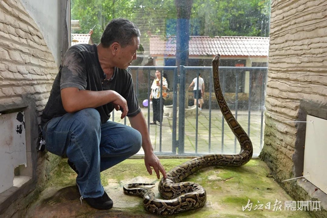 18年與虎為伴！內(nèi)江這個專職“鏟屎官”厲害了(圖7)