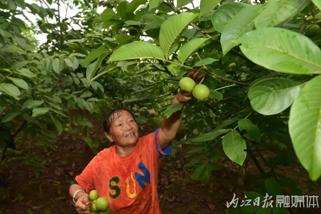 走！打核桃！內(nèi)江這里有300萬斤核桃采摘中(圖4)