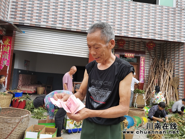 品種改良+定單銷售 瀘縣潮河鎮(zhèn)唐寺村桂圓走俏(圖6)