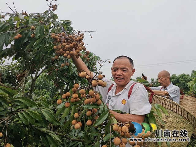 品種改良+定單銷售 瀘縣潮河鎮(zhèn)唐寺村桂圓走俏(圖1)