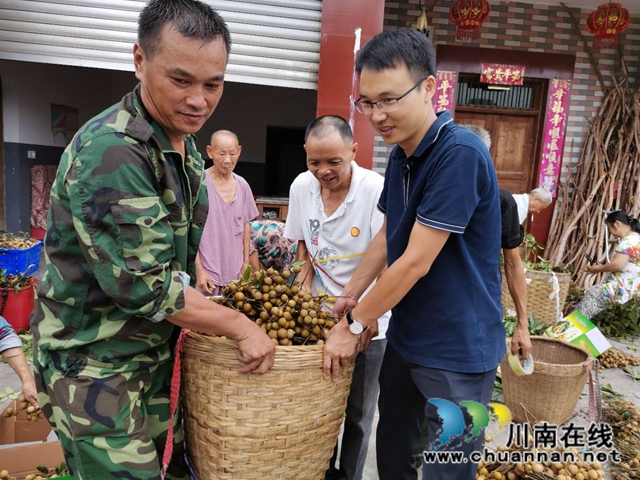 品種改良+定單銷售 瀘縣潮河鎮(zhèn)唐寺村桂圓走俏(圖3)