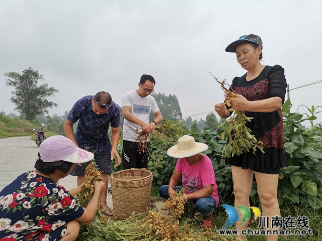 瀘縣潮河鎮(zhèn)唐寺村扶貧產業(yè)園的花生成脫貧小金果(圖3)