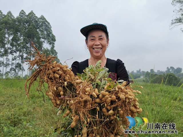 瀘縣潮河鎮(zhèn)唐寺村扶貧產業(yè)園的花生成脫貧小金果(圖5)