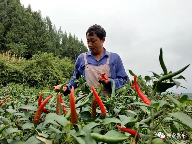 敘永縣赤水鎮(zhèn)：火紅辣椒獲豐收 村民生活更紅火(圖3)