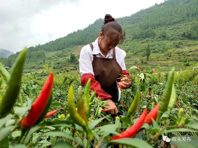 敘永縣赤水鎮(zhèn)：火紅辣椒獲豐收 村民生活更紅火(圖4)