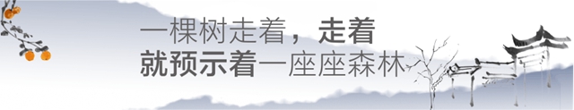 教師節(jié)特稿┃徐瀲：一棵樹走著、走著，就預(yù)示著一座座森林(圖5)