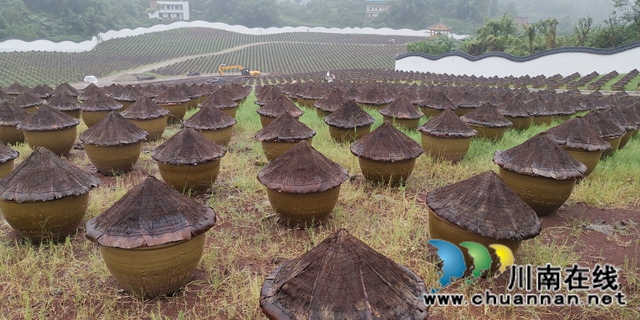 關(guān)注特色風(fēng)土人情 江蘇衛(wèi)視《從長江的盡頭回家》節(jié)目組來合江踩點(diǎn)(圖6)