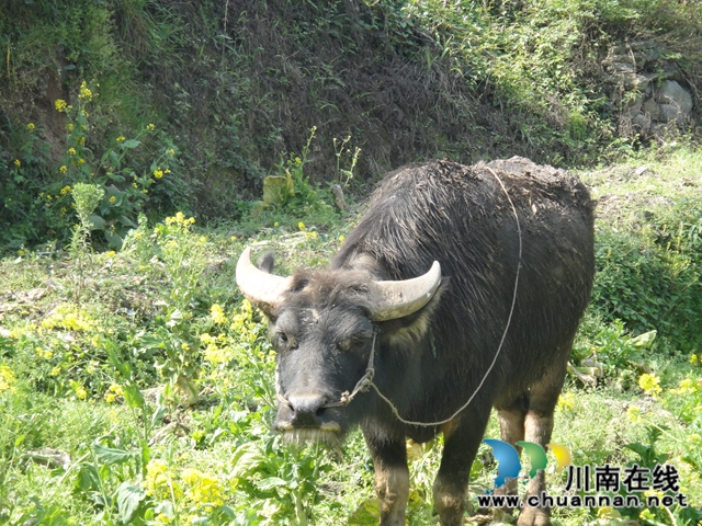 陳大剛：鄉(xiāng)下的中秋(圖4)