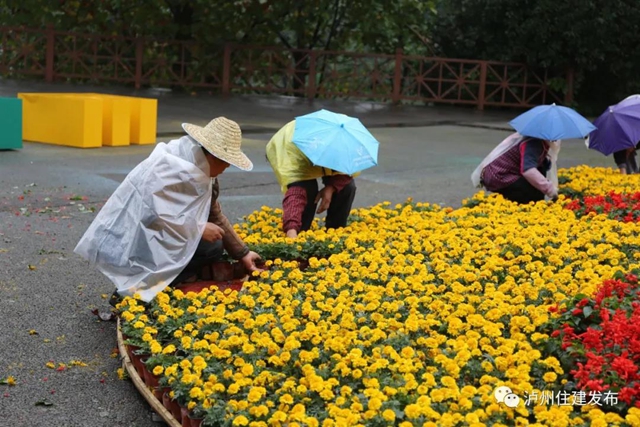 喜迎酒博會(huì) 80余萬(wàn)盆鮮花扮靚酒城！(圖1)