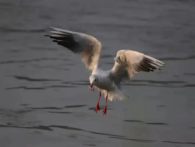 驚呆了！內(nèi)江驚現(xiàn)這么多珍稀鳥類——(圖8)