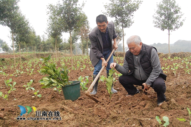 納溪“特聘村主任”李文金：退休創(chuàng)業(yè)功成，回鄉(xiāng)扶助鄉(xiāng)親(圖2)