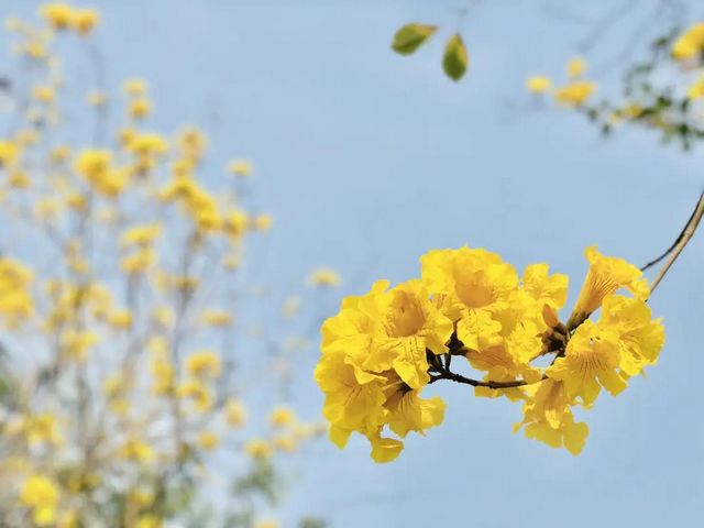 瀘州長江濱江路景觀已恢復(fù)原貌，四條景觀大道升級完成(圖8)