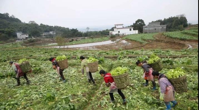 瀘州：兒菜地里豐收景(圖2)