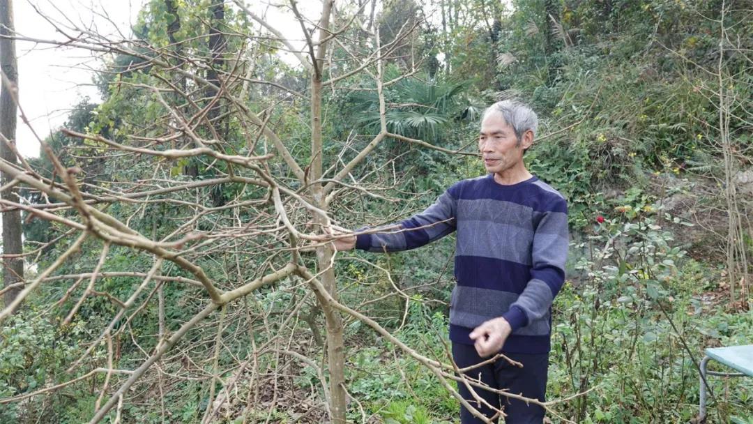 好人閔弟聰！一位閑不住的老支書(圖8)