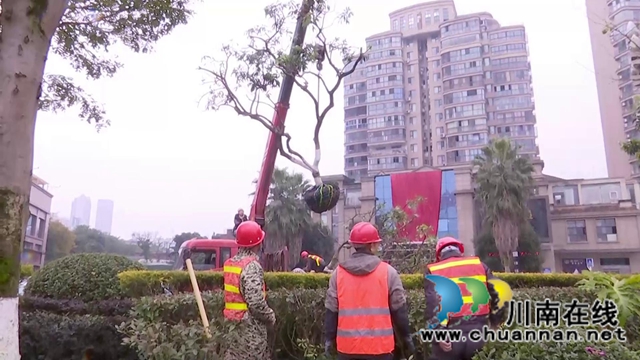 合江少岷路升級改造，綠化樹木“搬新家”(圖8)