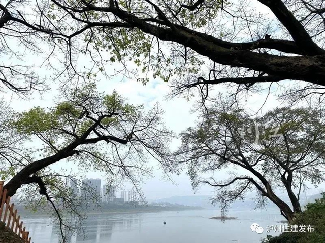 “保護(hù)古樹?建設(shè)美麗瀘州”征文活動落幕，98件作品獲獎