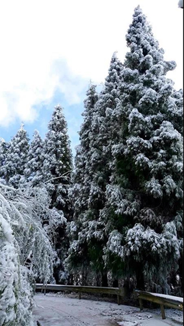 冰雪奇緣！快來古藺捕捉陽光下的雪封仙境！(圖16)