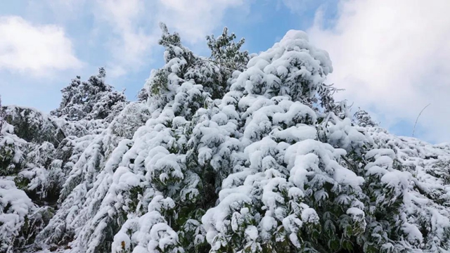 冰雪奇緣！快來古藺捕捉陽光下的雪封仙境！(圖17)