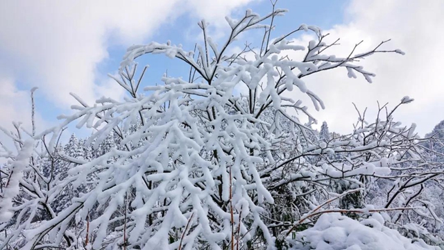 冰雪奇緣！快來古藺捕捉陽光下的雪封仙境！(圖19)