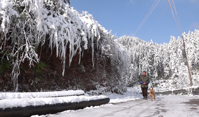 冰雪奇緣！快來古藺捕捉陽光下的雪封仙境！(圖21)