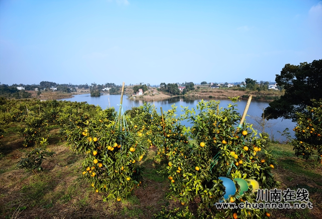 瀘縣立石鎮(zhèn)：玉龍湖畔橘滿青山(圖2)