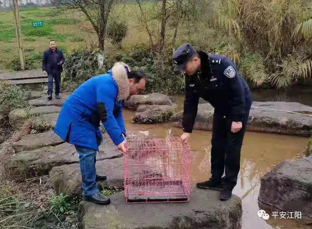 瀘州市民無意間撿到一只“怪鳥” 民警一查：來頭不小……(圖5)