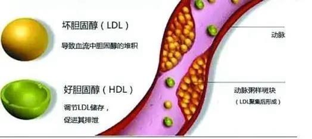 【辟謠】吃雞蛋不吃蛋黃？膽固醇真的如此可怕？(圖6)