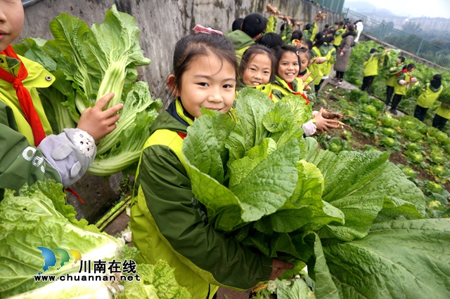 “哇！白菜比我頭都大”，敘永縣龍鳳中心校開展2020年秋季勞動實踐基地收獲節(jié)(圖1)