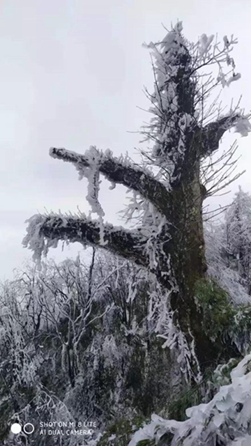 這些賞雪地點(diǎn)趕緊收藏！宜賓可能迎來新年第一場雪(圖4)