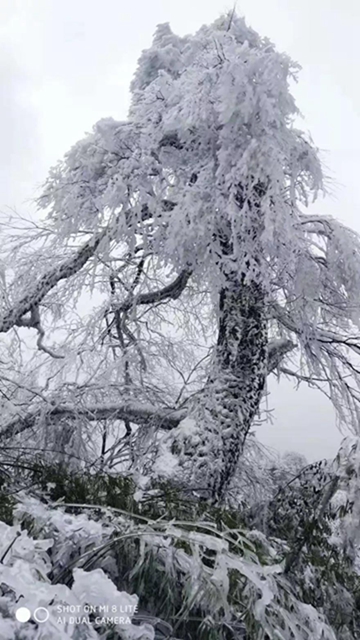 這些賞雪地點(diǎn)趕緊收藏！宜賓可能迎來新年第一場雪(圖3)