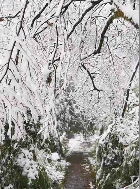 這些賞雪地點(diǎn)趕緊收藏！宜賓可能迎來新年第一場雪(圖20)