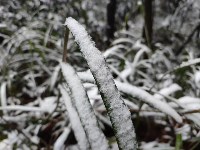 來方山，“雪”拼！(圖8)