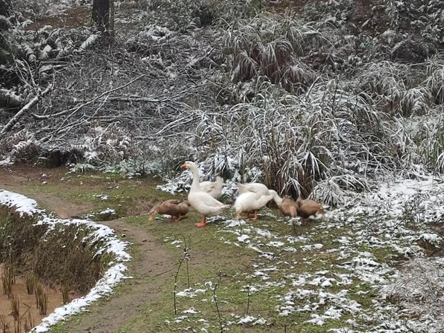 來方山，“雪”拼！(圖14)