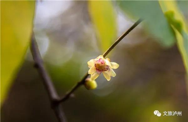 瀘州城區(qū)臘梅地圖請收好！花都開好了，只等你！(圖12)