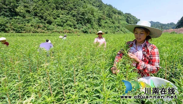 簽約啦！古藺苗家“神仙草”等中藥產(chǎn)業(yè)發(fā)展步入快車道(圖3)