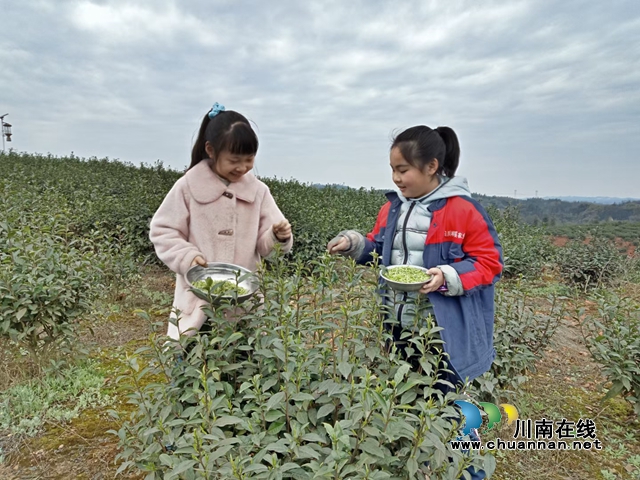 山美水美茶更美！走進(jìn)春天的納溪桃花島(圖1)