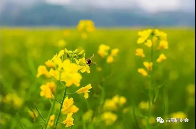 熊發(fā)登：油菜花(圖1)