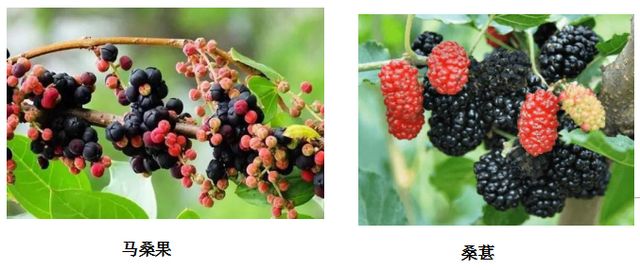 曼陀羅、滴水觀音、化兒草……四川夏季常見有毒植物食物中毒預防(圖1)