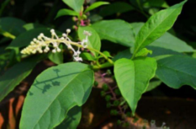 曼陀羅、滴水觀音、化兒草……四川夏季常見有毒植物食物中毒預防(圖16)