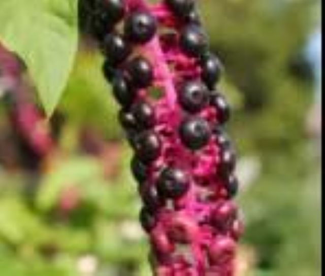 曼陀羅、滴水觀音、化兒草……四川夏季常見有毒植物食物中毒預防(圖19)