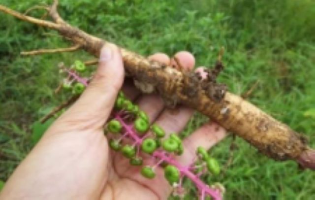 曼陀羅、滴水觀音、化兒草……四川夏季常見有毒植物食物中毒預防(圖14)