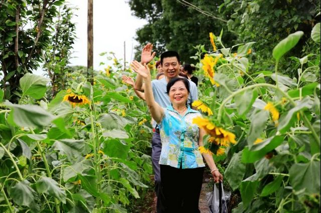 炫！龍馬潭區(qū)雙加鎮(zhèn)萬株向日葵燦爛盛放！(圖9)