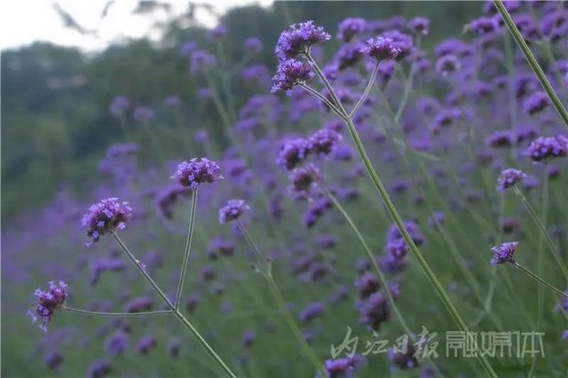 內(nèi)江版“普羅旺斯”神秘面紗拉開！盛大的花海之宴開啟(圖6)