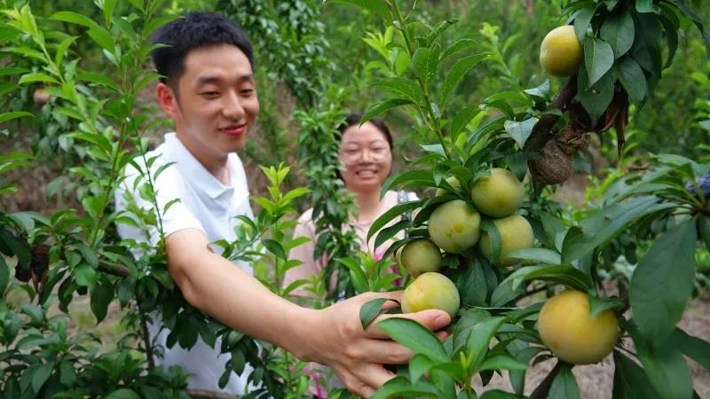 古藺“蜂糖李”上市！味甜如蜜，果大肉厚(圖2)