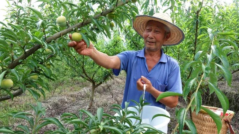 古藺“蜂糖李”上市！味甜如蜜，果大肉厚(圖6)