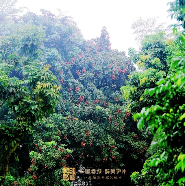 看花眼！這個荔枝公園好巴適，大紅袍、帶綠掛滿枝頭……(圖1)