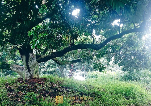 看花眼！這個荔枝公園好巴適，大紅袍、帶綠掛滿枝頭……(圖4)