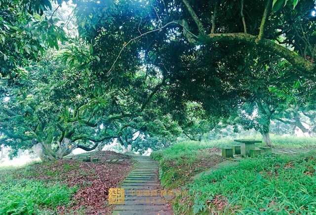 看花眼！這個荔枝公園好巴適，大紅袍、帶綠掛滿枝頭……(圖5)