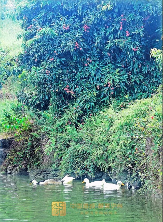 看花眼！這個荔枝公園好巴適，大紅袍、帶綠掛滿枝頭……(圖8)