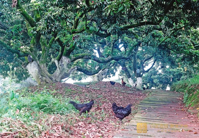 看花眼！這個荔枝公園好巴適，大紅袍、帶綠掛滿枝頭……(圖9)